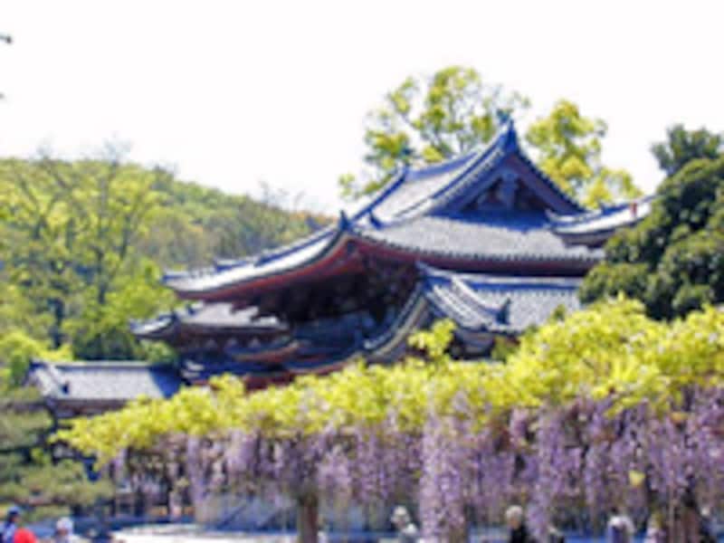 平等院のノダフジ