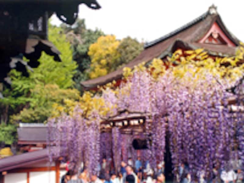 春日大社のフジ