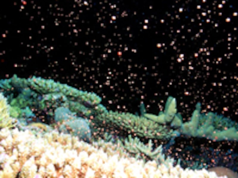 サンゴの産卵風景