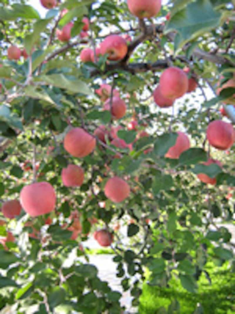 1日1個のリンゴ