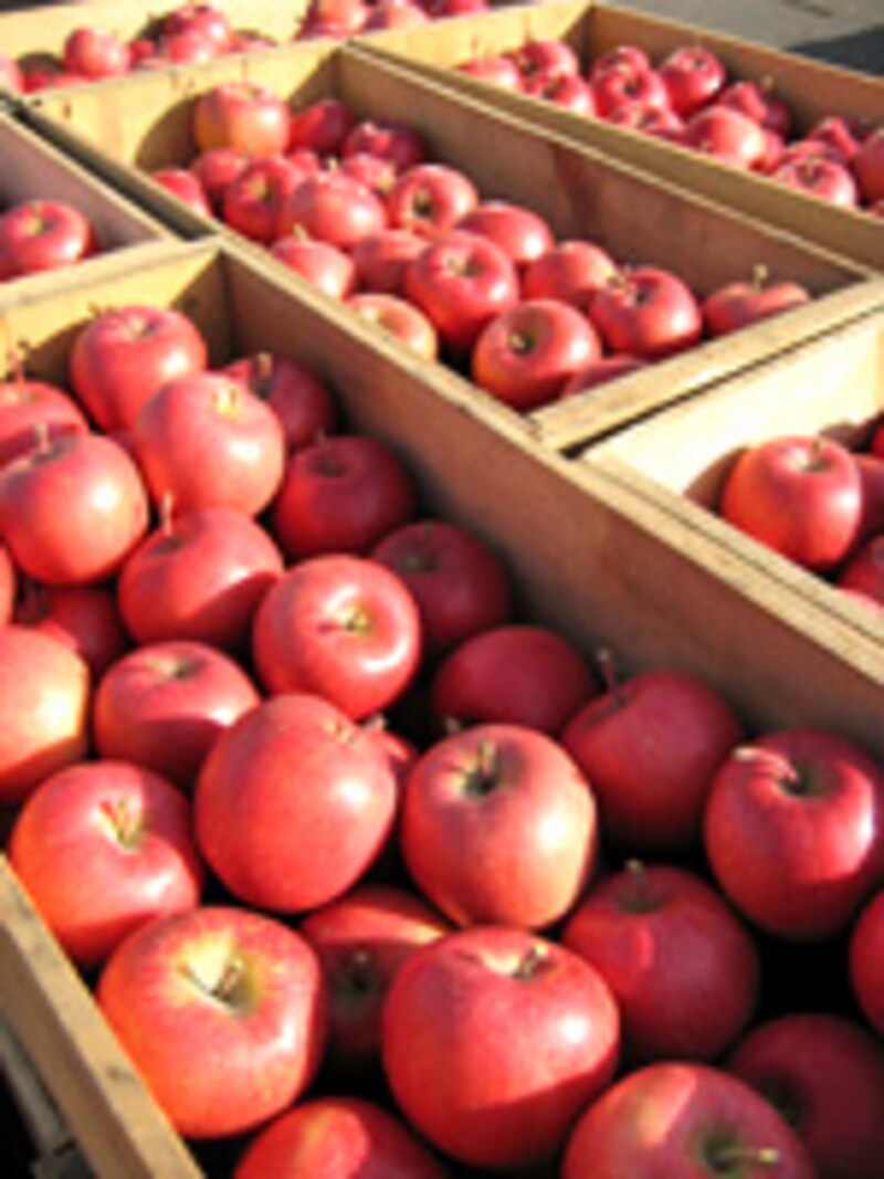 セリにかけられる木箱に入ったもぎたてリンゴ