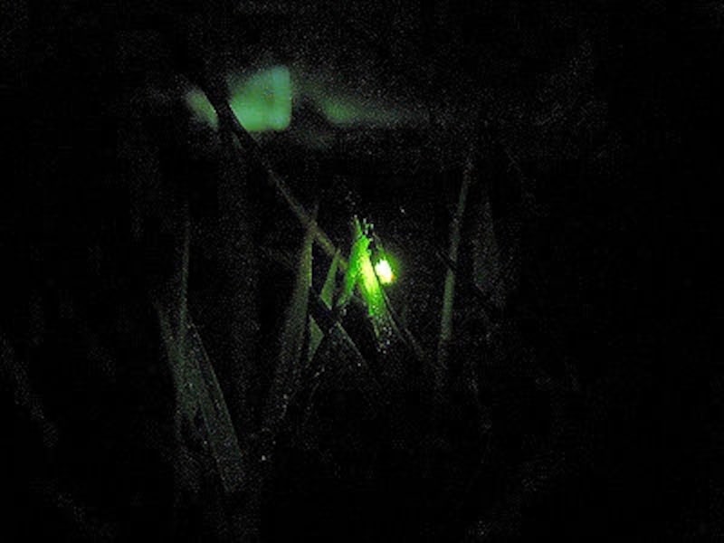 志賀高原のホタル