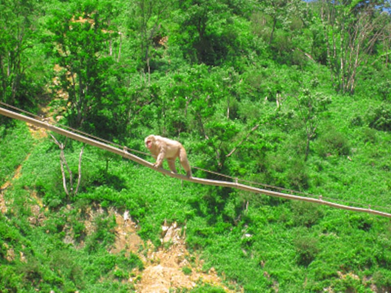 地獄谷温泉の猿