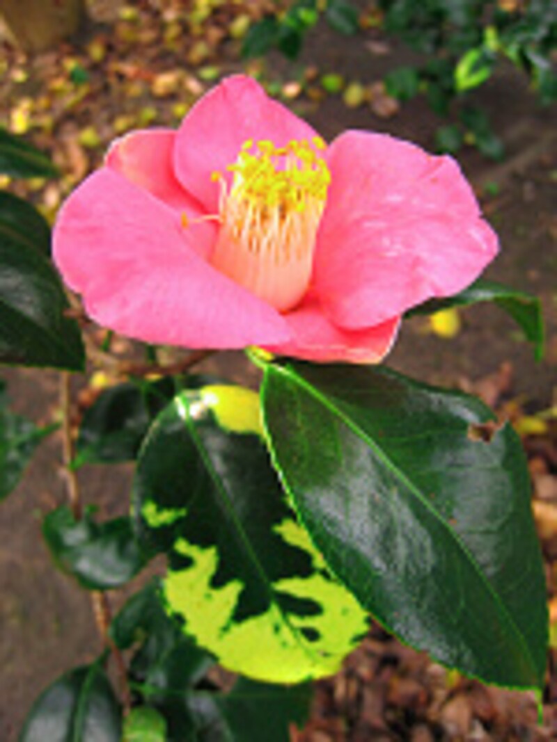 椿・花ガーデン・リス村