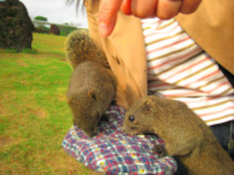 椿・花ガーデン・リス村