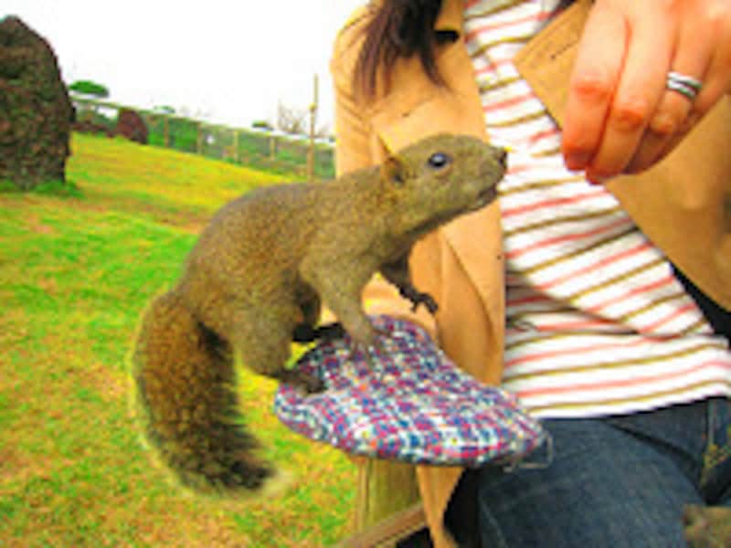 椿・花ガーデン・リス村