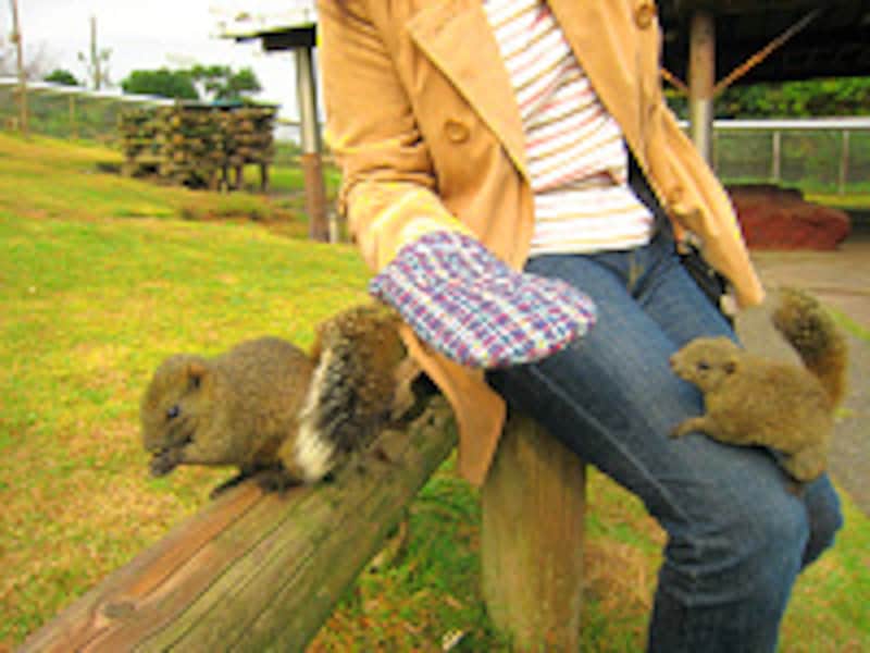 椿・花ガーデン・リス村