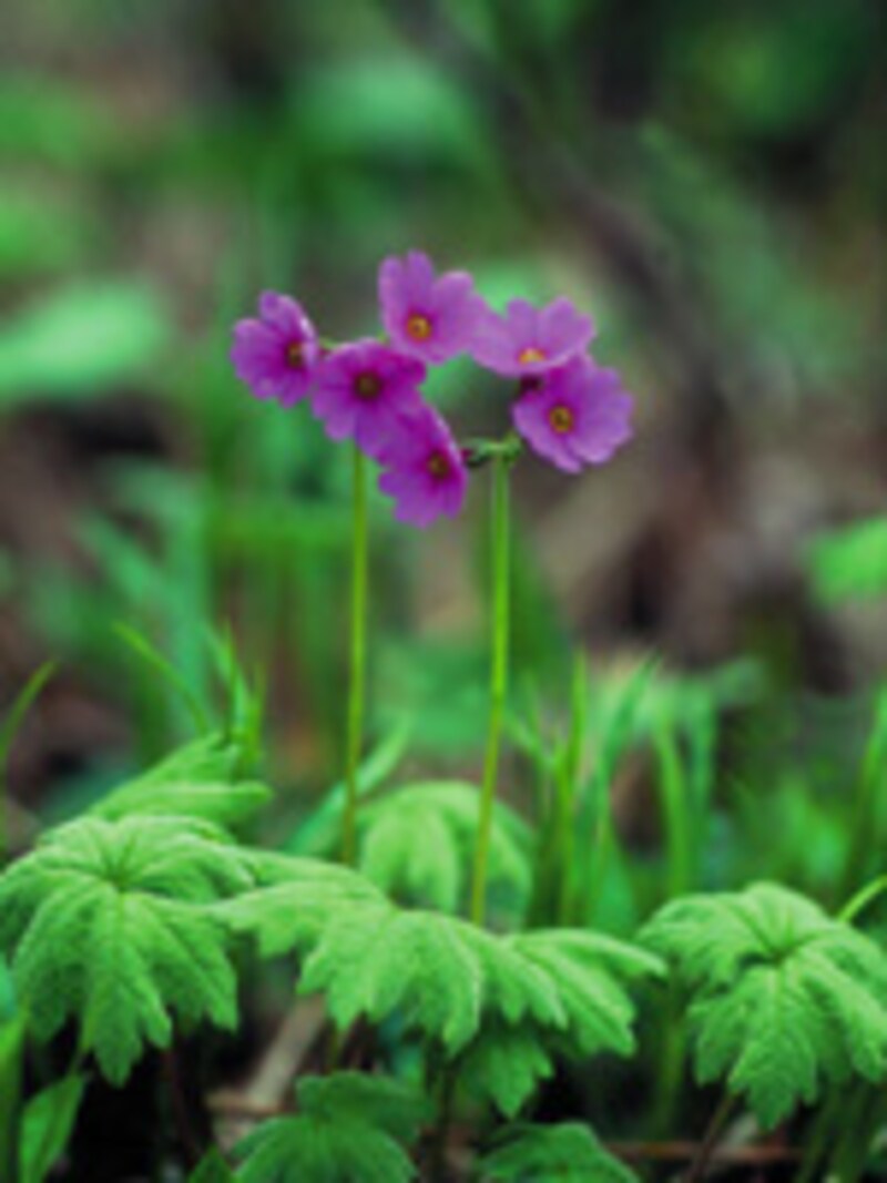 オオサクラソウ