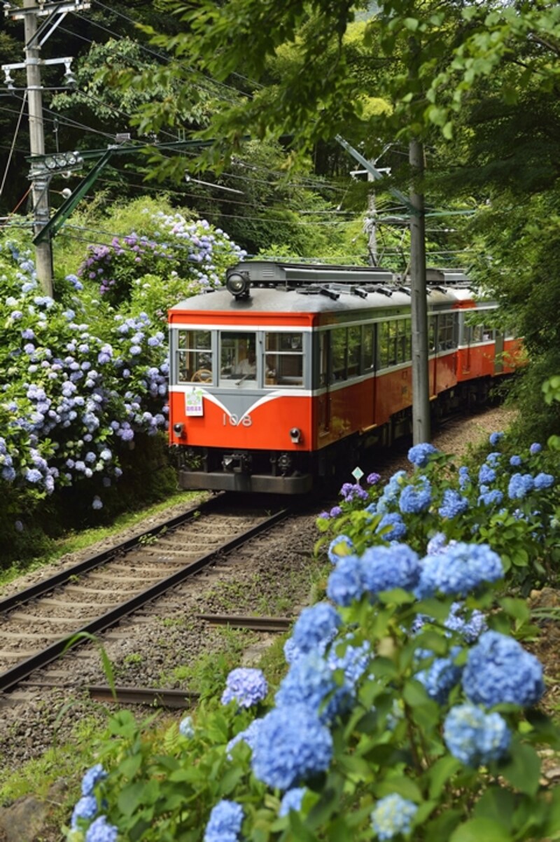 沿線のアジサイ