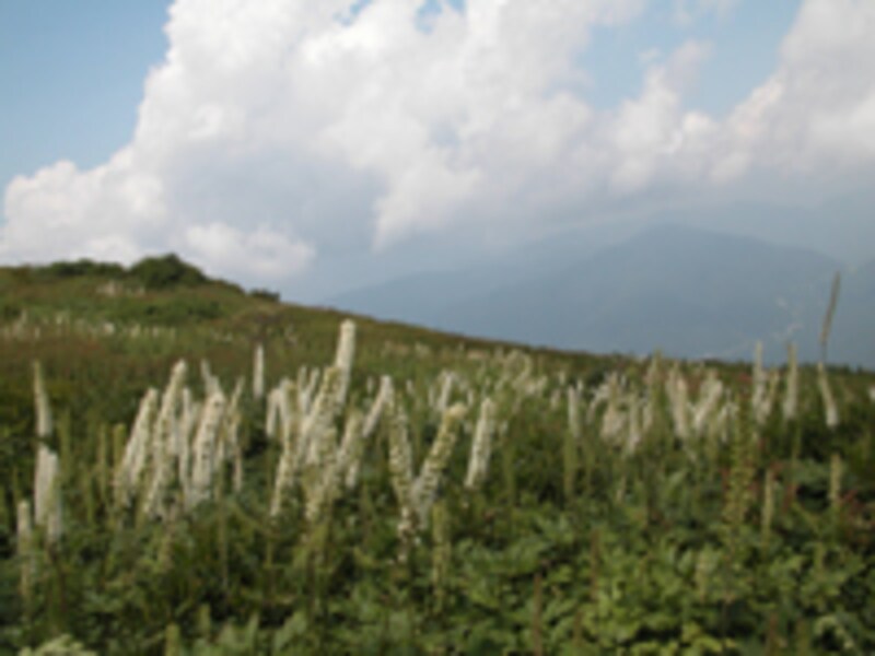 サラシナショウマ