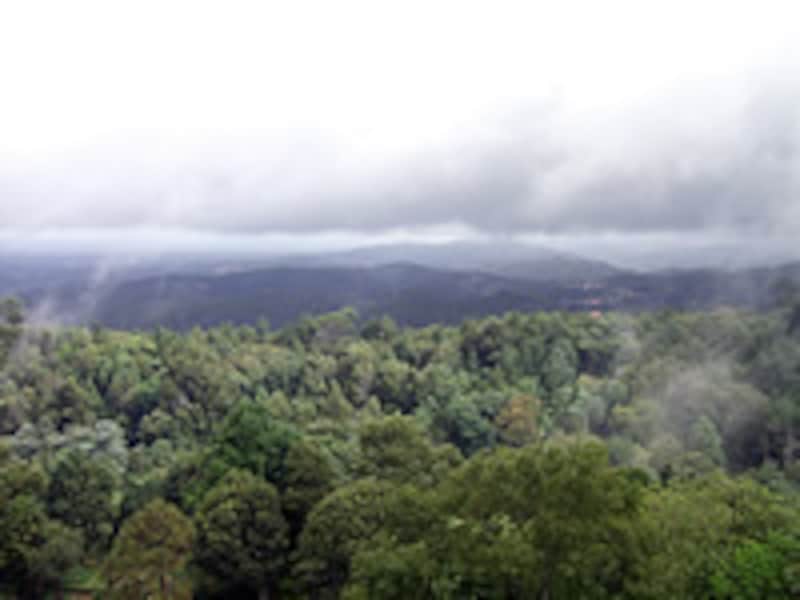 ブサコ国立公園