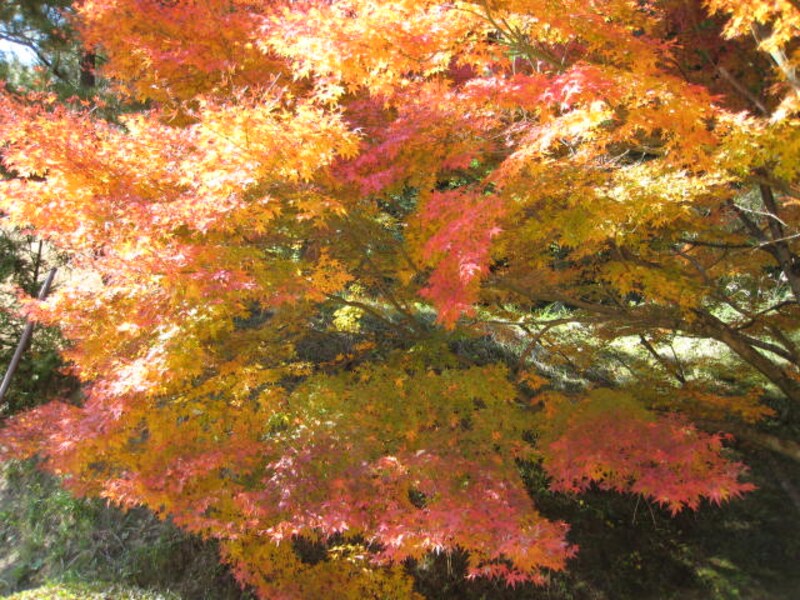 鮮やかな色に包まれて～秋の雷山～ [福岡の観光・旅行] All About
