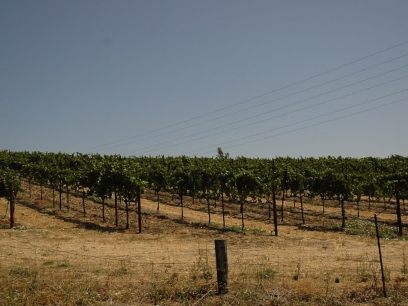 こんなブドウ畑を見ながらドライブ！