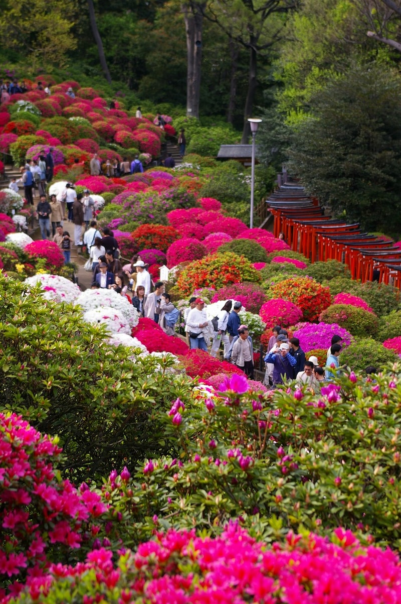 3/3 連休の穴場！東京都心部でお花見三昧 [寺・神社] All About