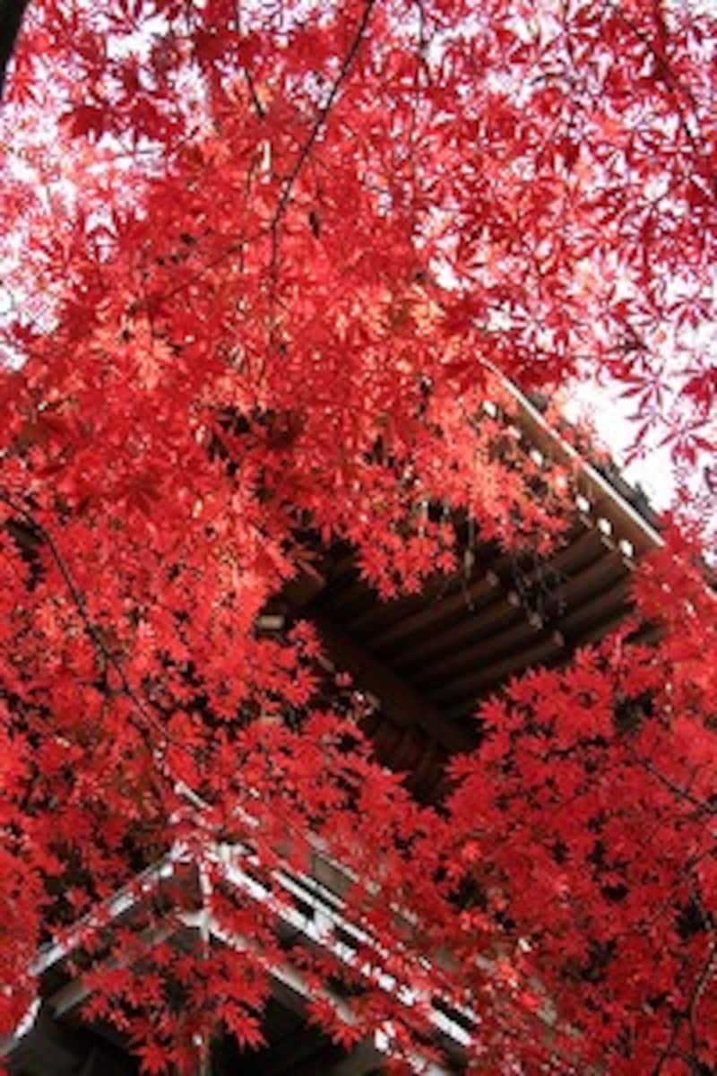 紅葉情報一番乗り 高幡不動尊の秋イベント 寺 神社 All About