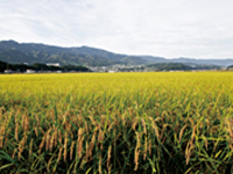 美山荘 鈴木さん田んぼ