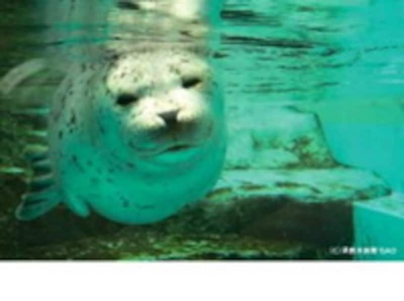 アザラシの画像