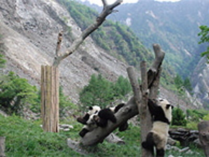 パンダ保護センター