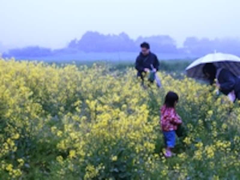 菜の花畑