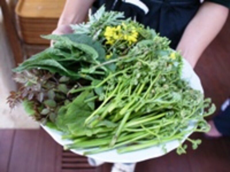 山菜