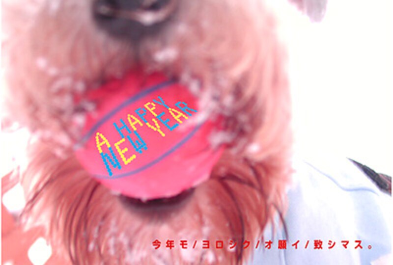 恒例 愛犬のいる年賀状まつり 犬 All About 恒例 愛犬のいる年賀状まつり 犬 All About