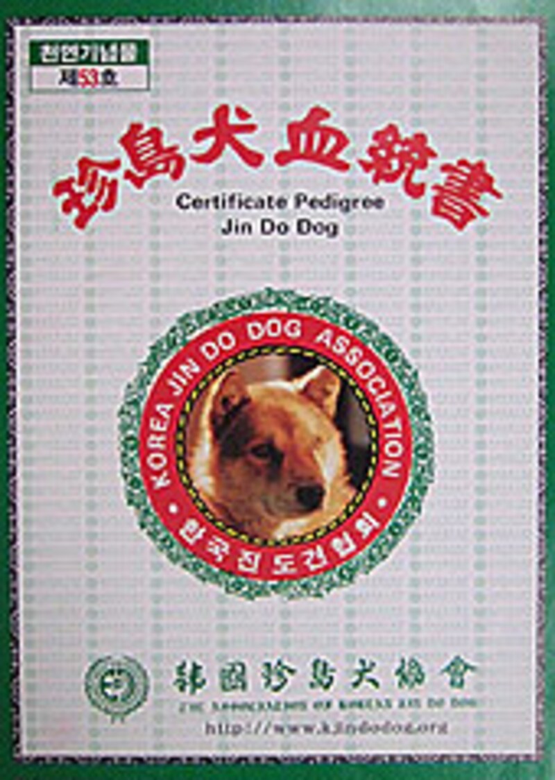 2 3 ヨン様も大好き 珍島犬の魅力 犬 All About 2 3 ヨン様も大好き 珍島犬の魅力 犬 All About