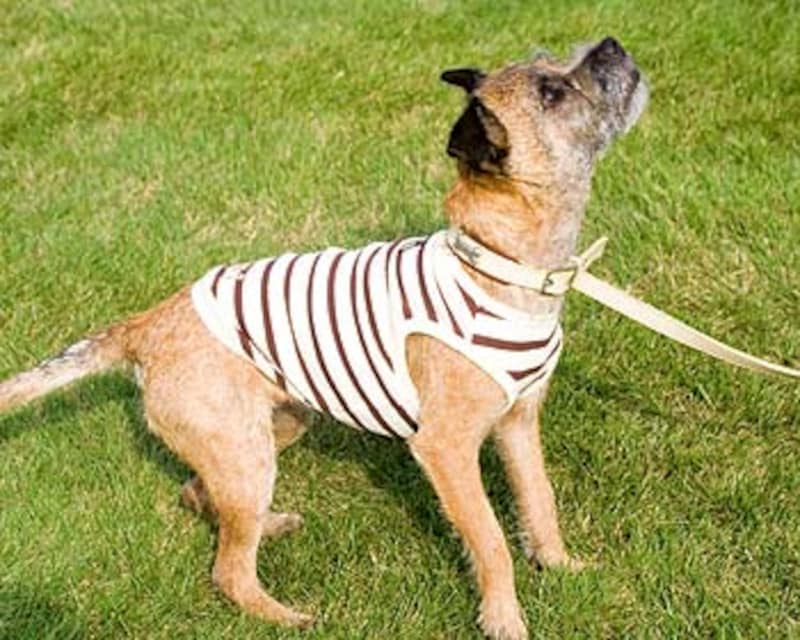 珍しい犬種シリーズ ボーダーテリア の巻 犬 All About 珍しい犬種シリーズ ボーダーテリア の巻 犬 All About
