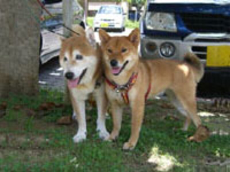 健太郎君と紅ちゃん(共に柴犬、14歳と1歳)