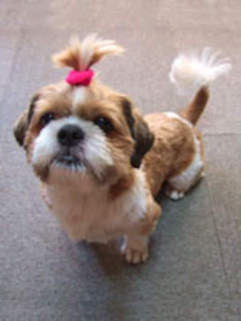 ニノ君(シー・ズー、9歳)