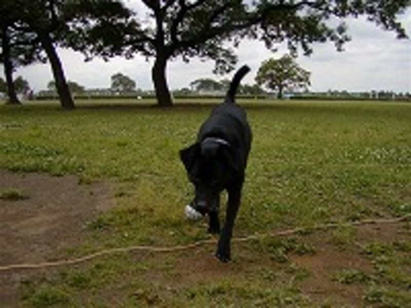 黒い犬はどうしても撮りにくい