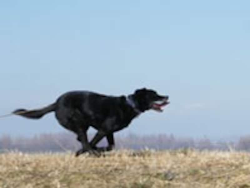 犬の動きに合わせて流し撮り