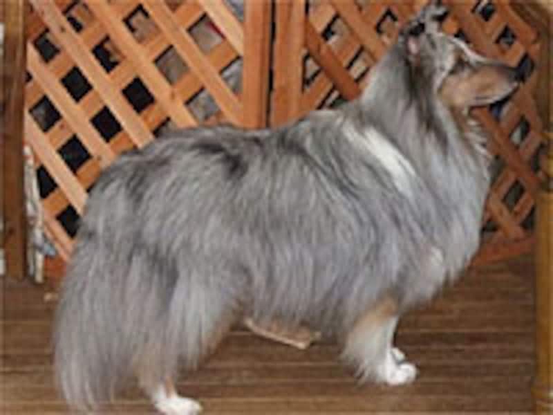 牧羊犬の代表格の一つ、シェットランド・シープドッグ