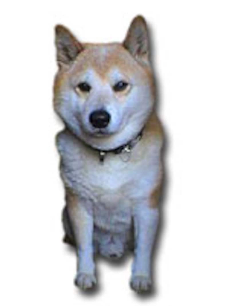 渋さと可愛さが混在する日本犬代表、柴犬
