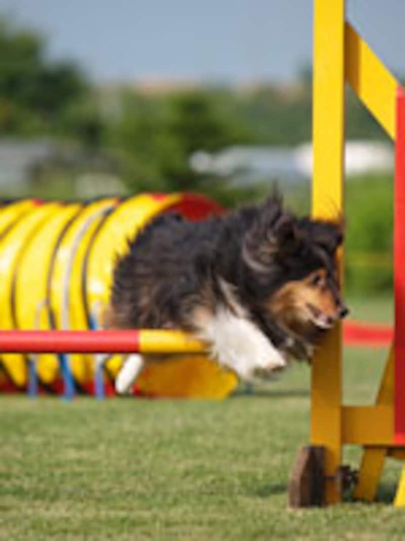 見事なジャンプ!シュクルちゃん