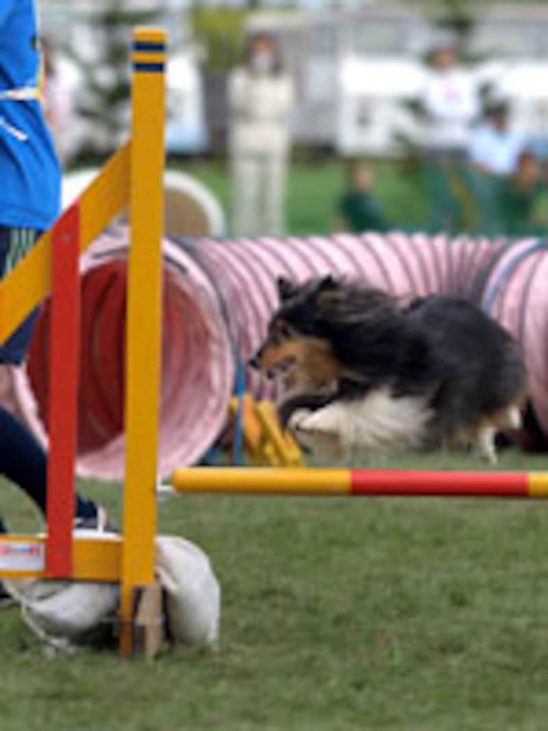 シュクルちゃん