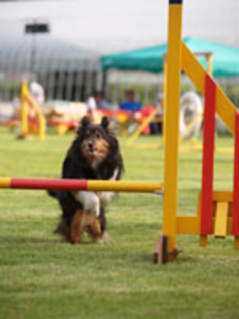 同じ目標に向かって走る