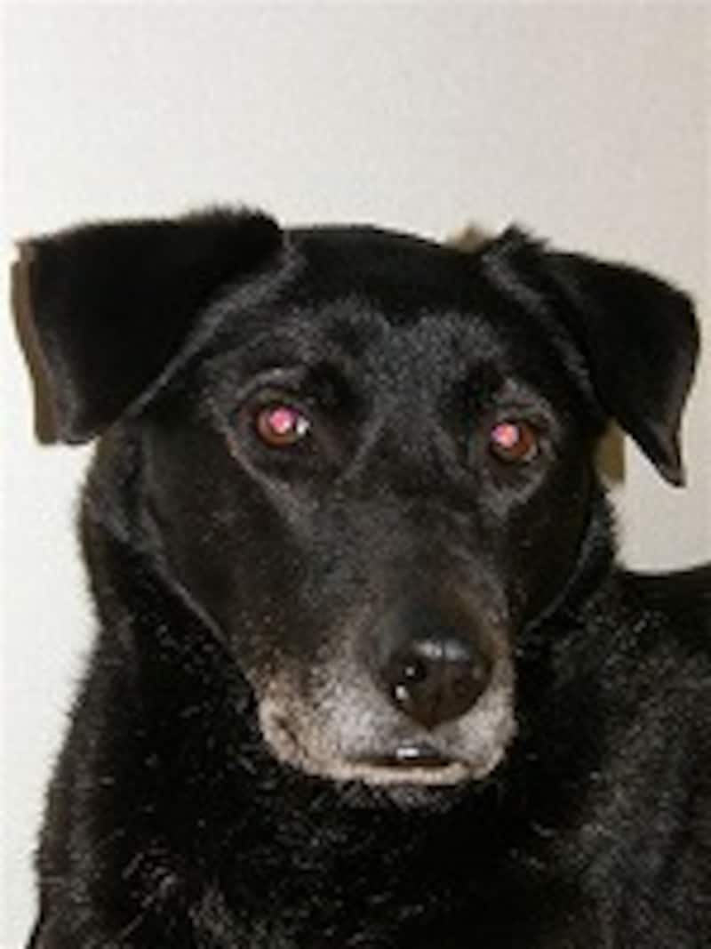 よく見られる赤目写真