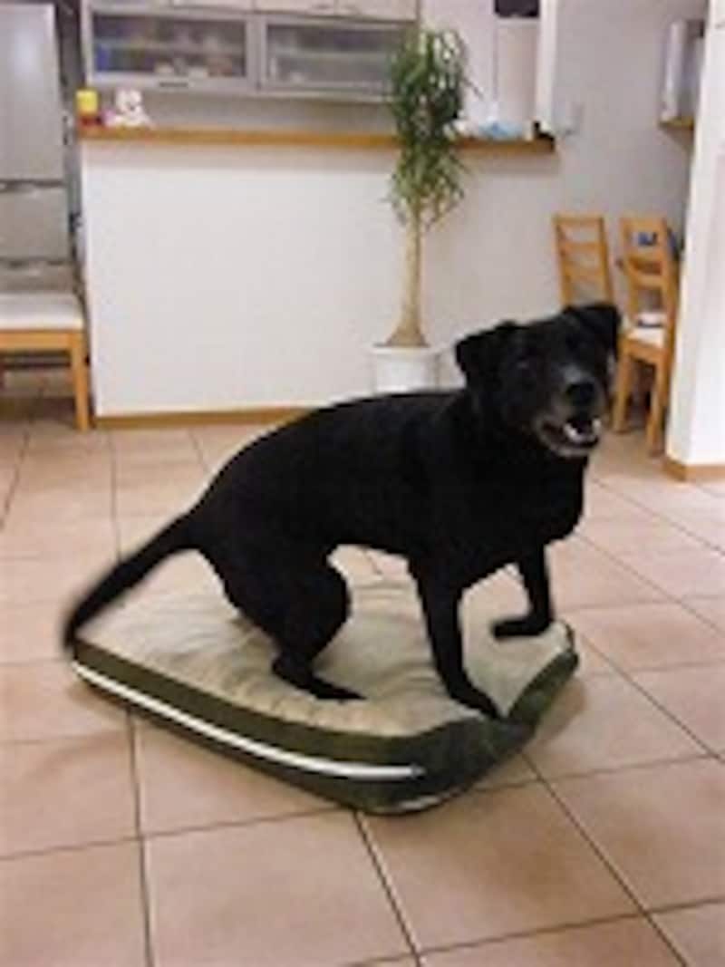 感度1600で撮影。ある程度動きは止まる