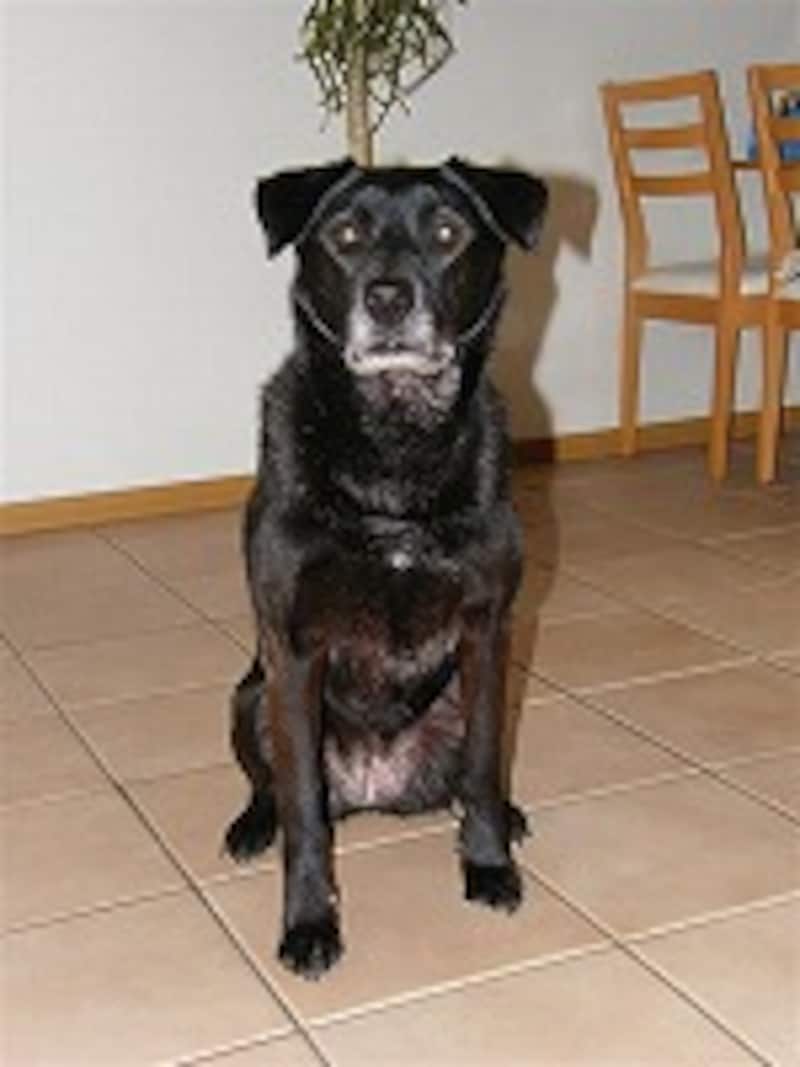 オートストロボ使用。影が目立つ