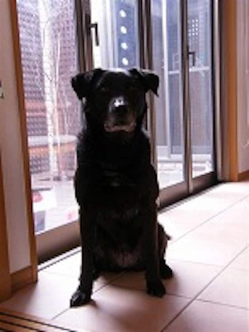 レフ板なしで撮影