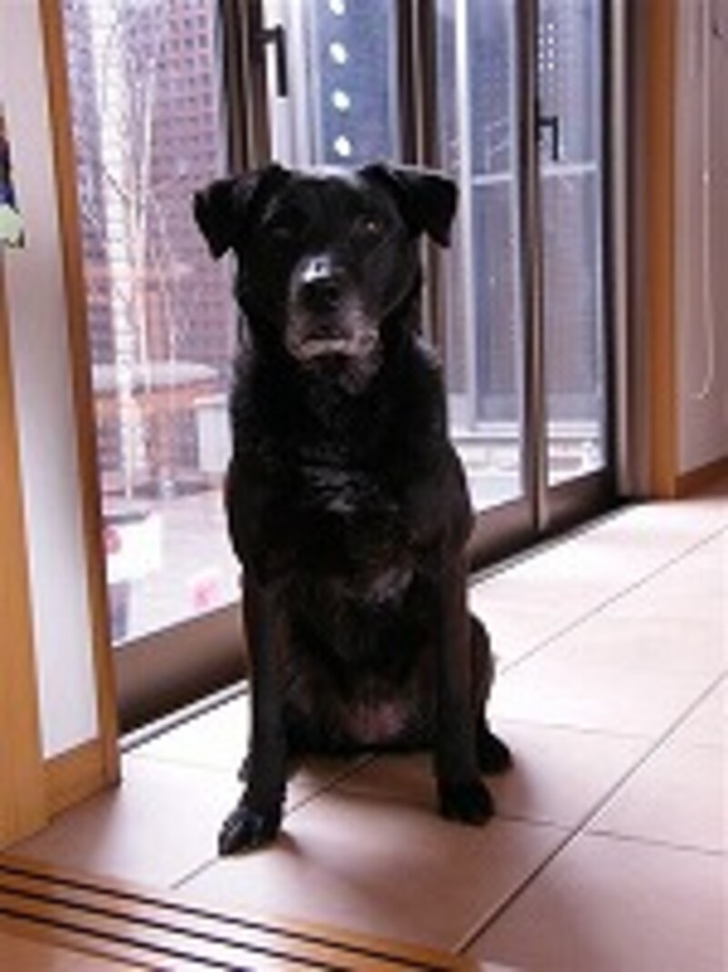 レフ板を使用して撮影