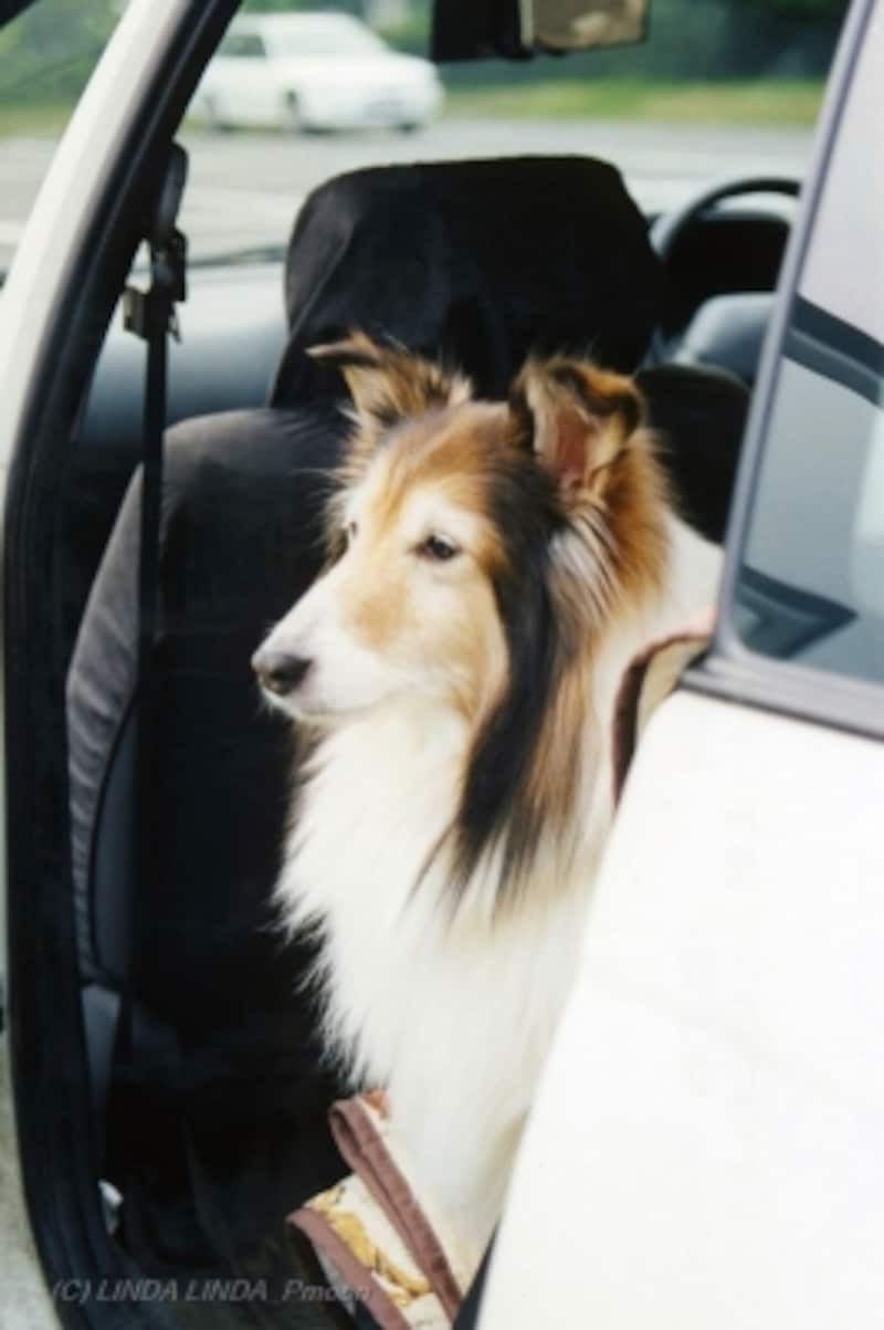 愛犬とドライブ