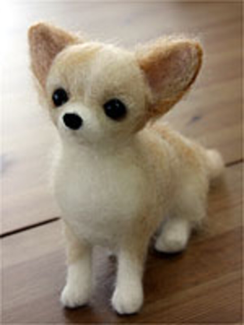 とってもキュートなチワワ