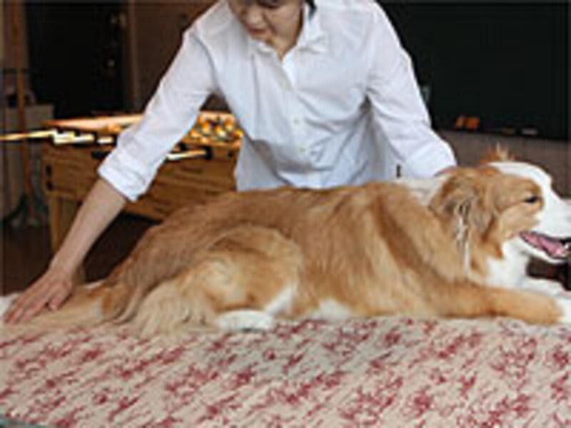 尻尾の先までタッチ