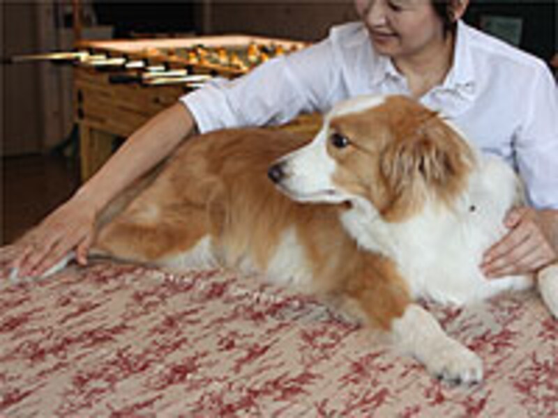 後肢の先までタッチ