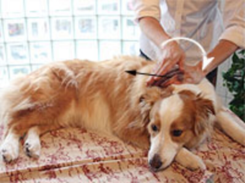 片時も手が犬の体から離れることのないように