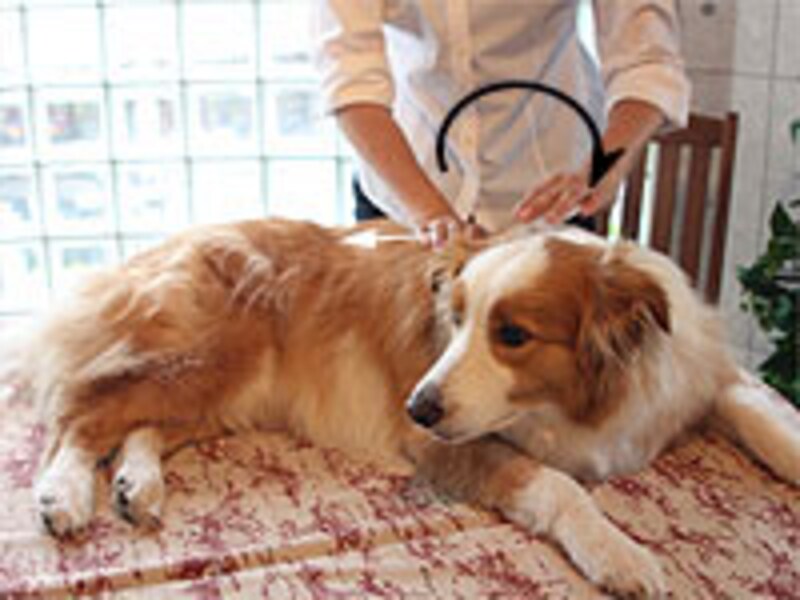 両手が常に犬の体の上で回転している感じ