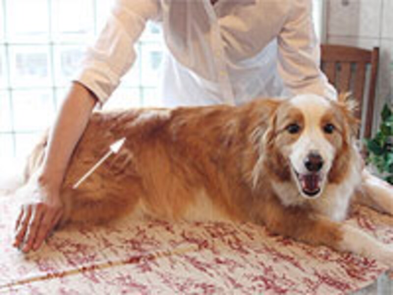 後肢の先から腰に向かって