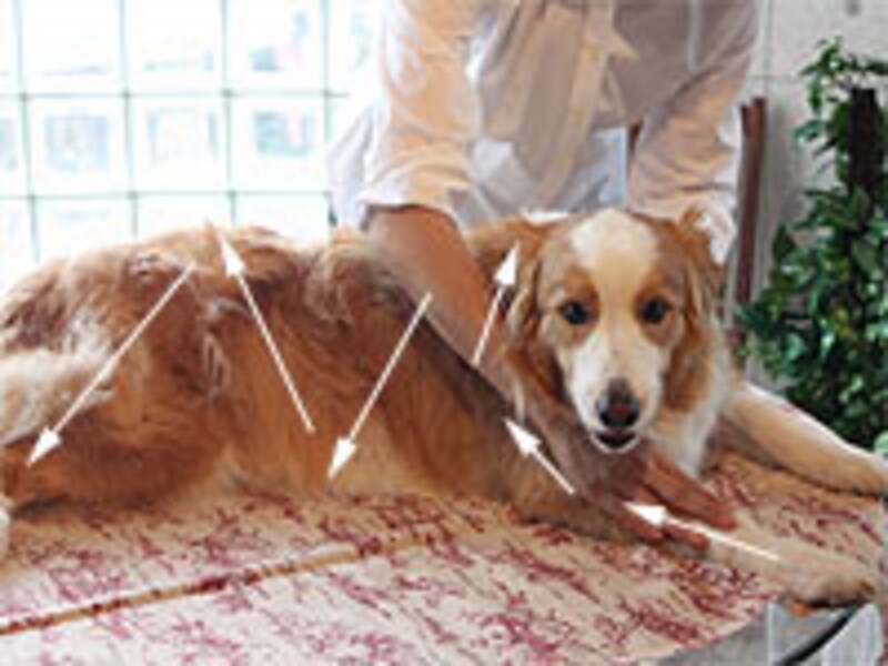 前肢の先端までタッチ