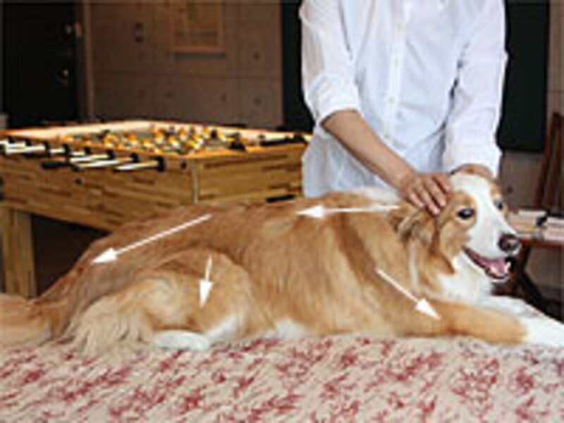 一番最初の「全身のストローク」をもう一度